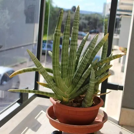 Belvedere Da Madia アパート モノーポリ