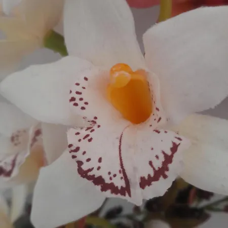 Belvedere Da Madia アパート *